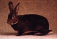 /album/les-races-de-lapins/rex-castor-jpg/